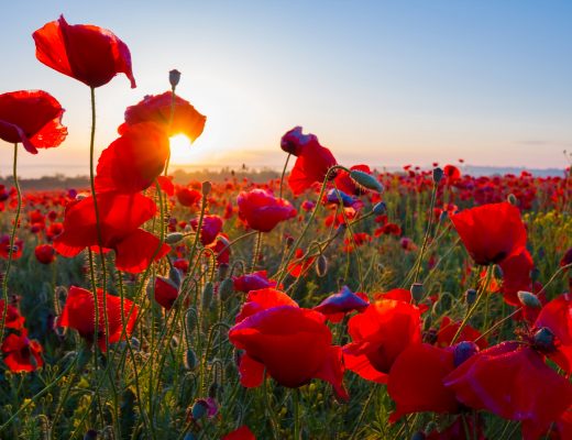 Field of red poppies at sunrise
