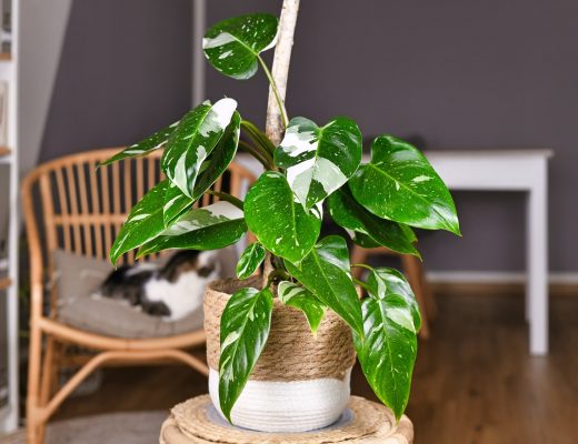 Philodendron plant inside on a table in a pot