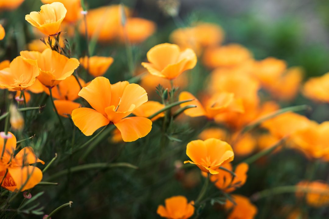 Orange flowers growing outside