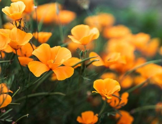 Orange flowers growing outside