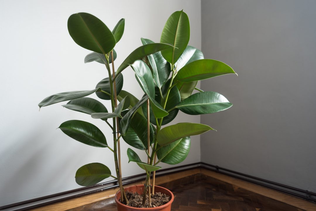 Rubber plant potted inside a house