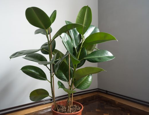Rubber plant potted inside a house