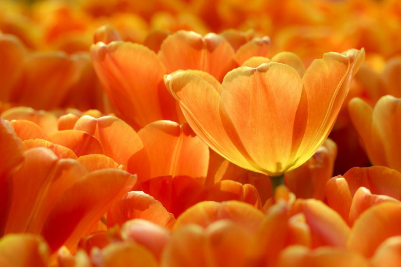 Orange tulips growing outside