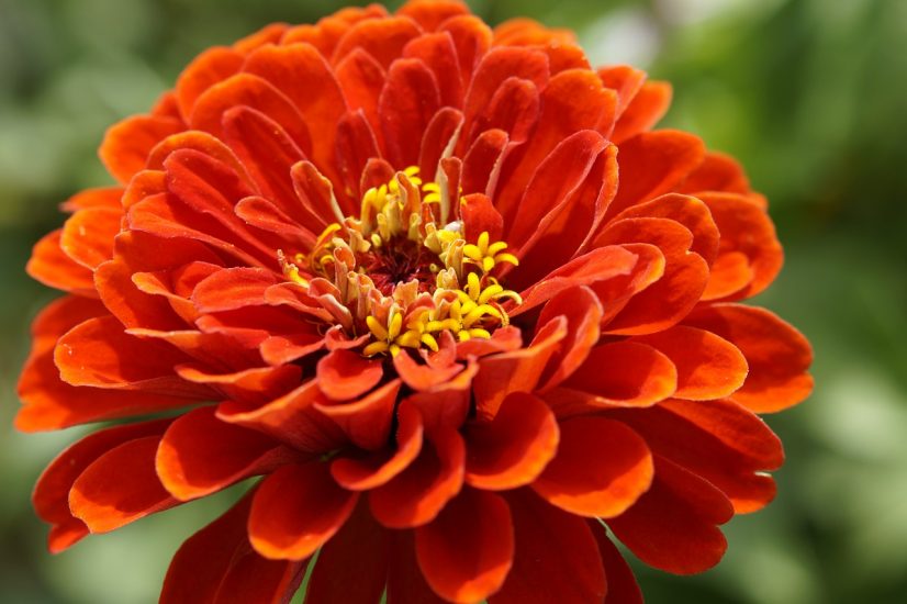 Orange zinnia flower growing outside
