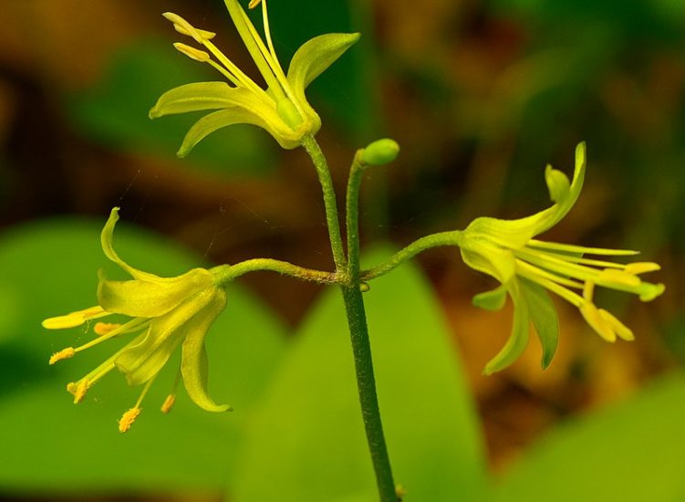 Close-up of yellow bluebead lily flower