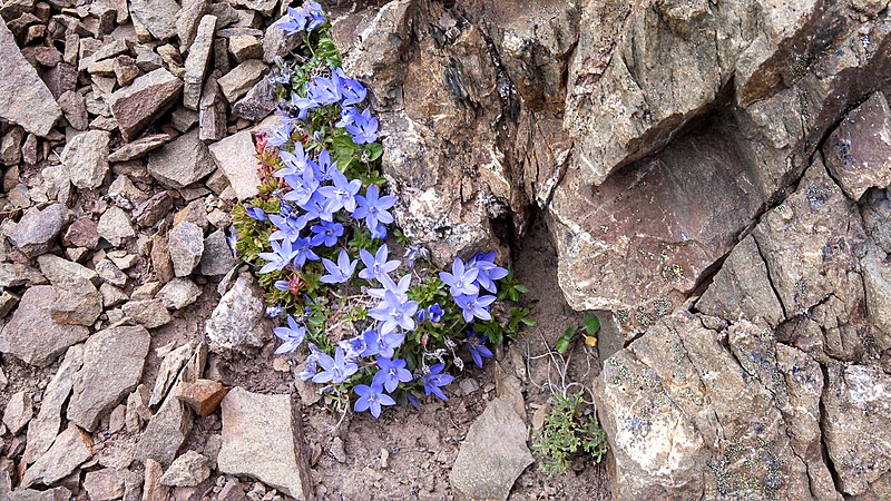 Cmapanula piperi flowers growing on a mountain