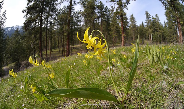 Yellow avalanche lily growing outside