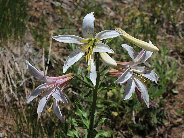 Three white-pink shasta lilies growing outside