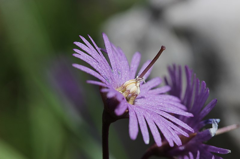 Close-up of purple alpine snowbell flower