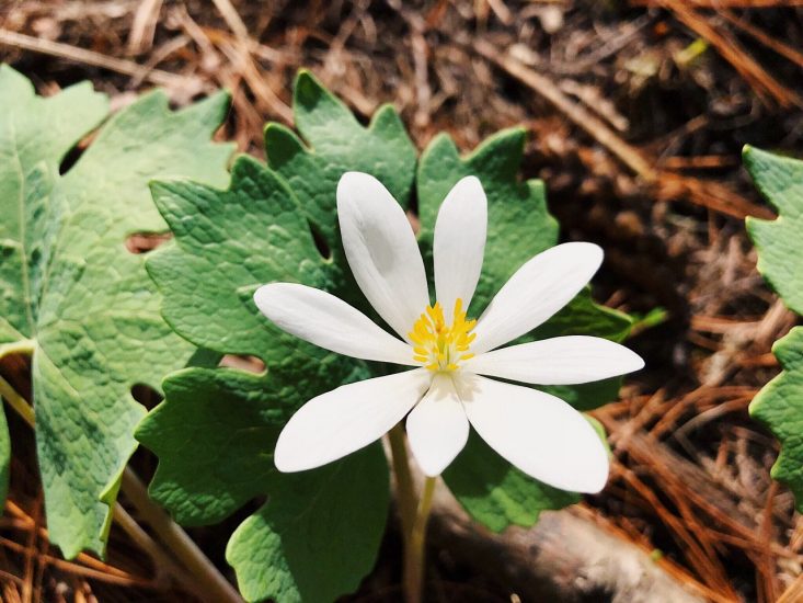 White bloodroot flower growing outside