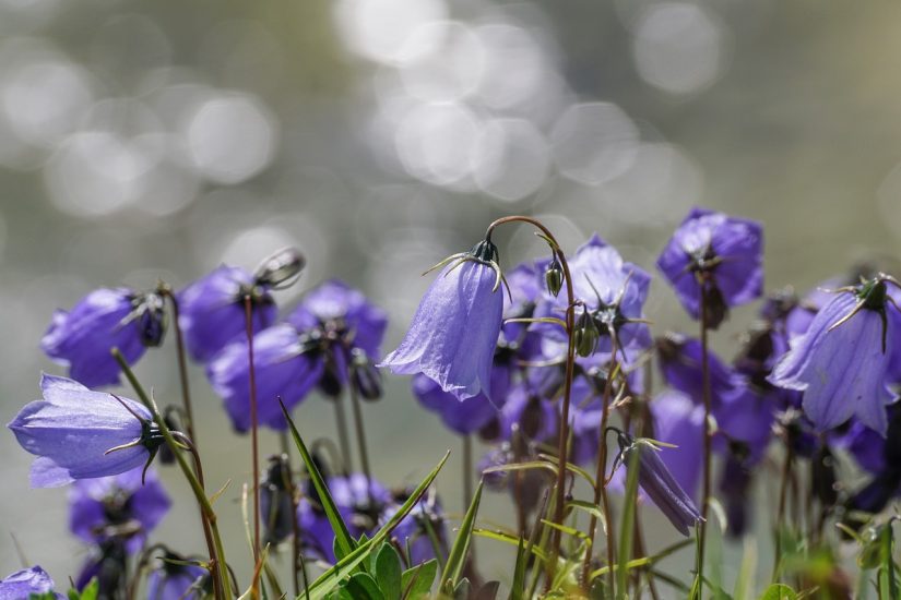 Purple bellflowers growing outside