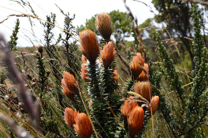 Chuquiragua plant growing outside