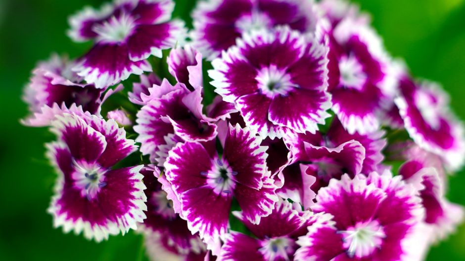 Violet and white dianthus flowers growing outside