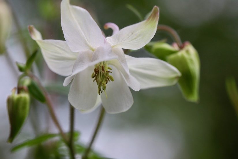Close-up of white columbine flower