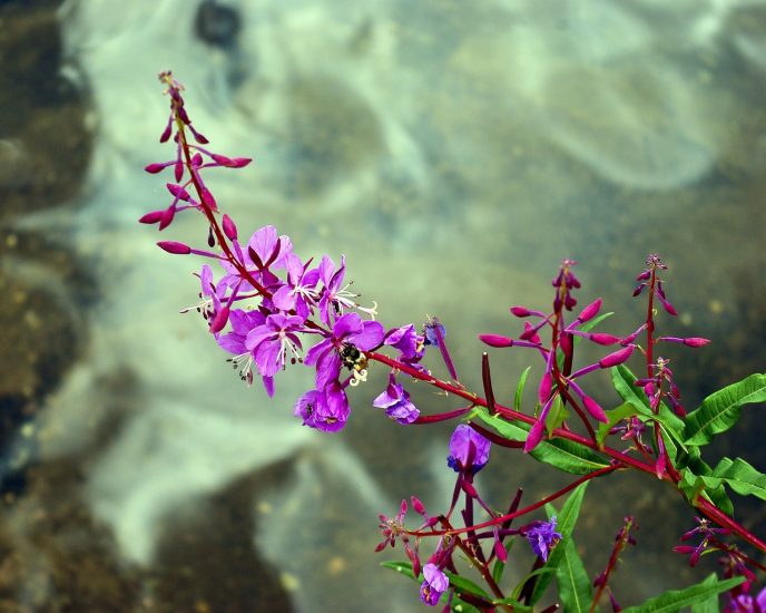Purple fireweed flowers growing outside