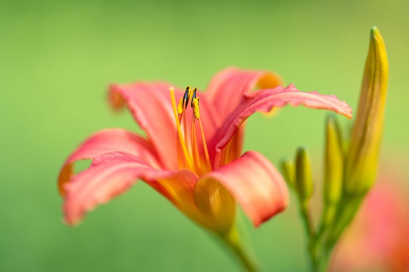 Close-up of peach-colored daylily
