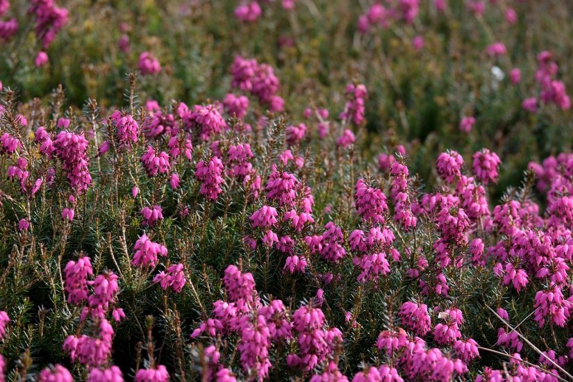 Field of pink mountain heather flowers