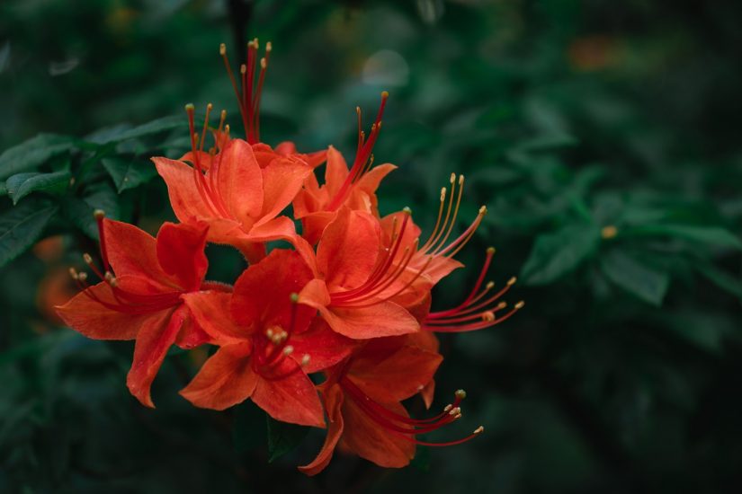 Close-up of flame azalea flowers
