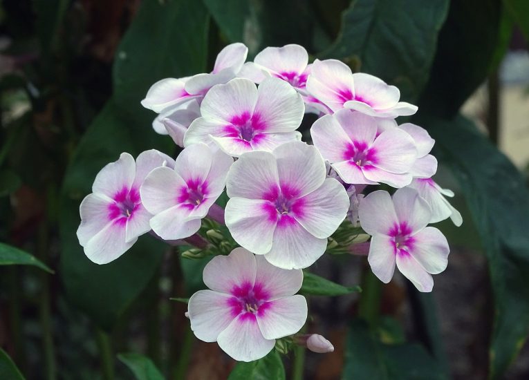 White and pink phlox flowers growing outside