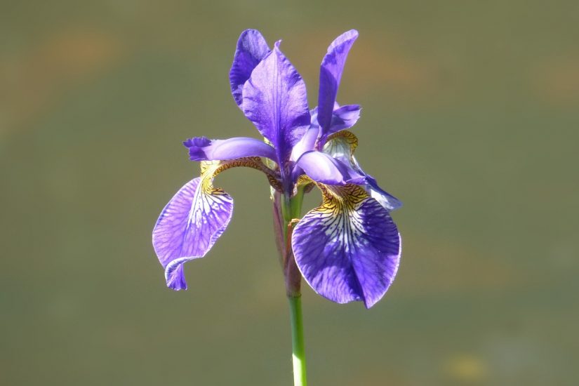 Purple iris growing outside