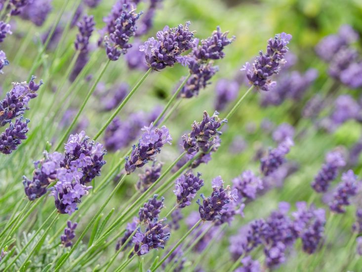 Field of purple lavender flowers growing outside