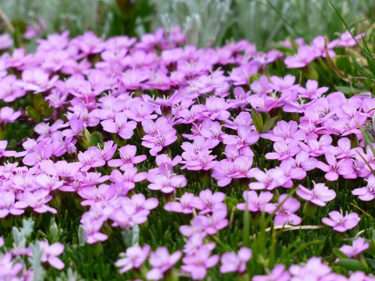 Field of light purple moss campion