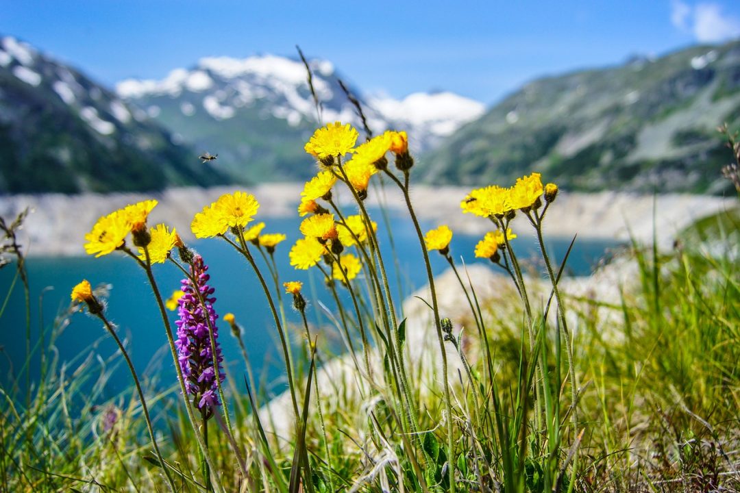 Flowers growing with lake and mountains in background