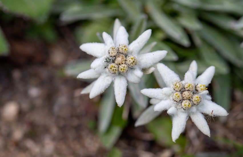 Close-up of two edelweiss flowers
