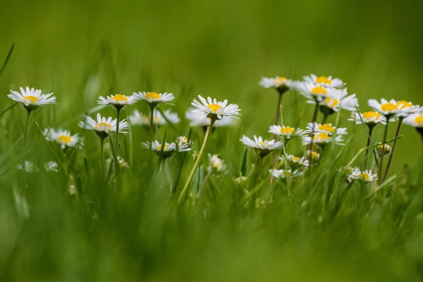Common daisies growing outside in a field