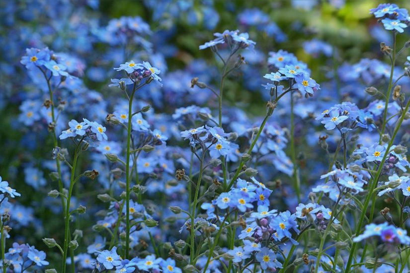 Field of blue forget-me-not flowers outside