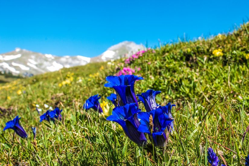 Pyrenean Trumpet Gentian flowers blooming outside