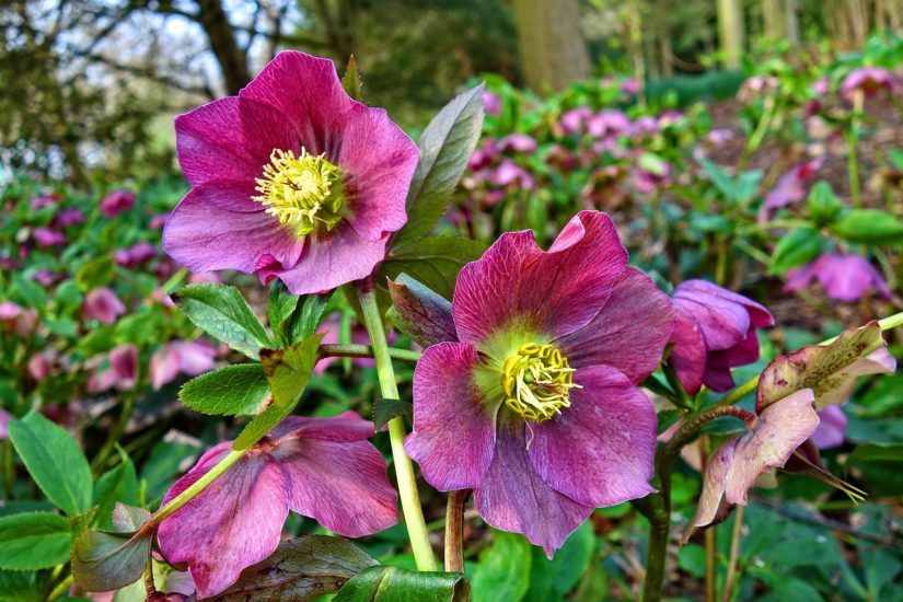 Hellebore flowers growing outside