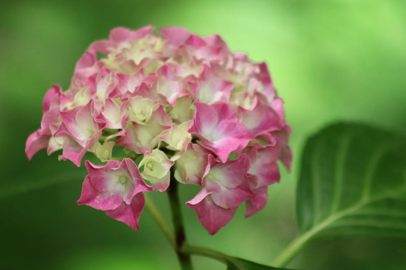 Close-up of pink and white hydrangea growing outside
