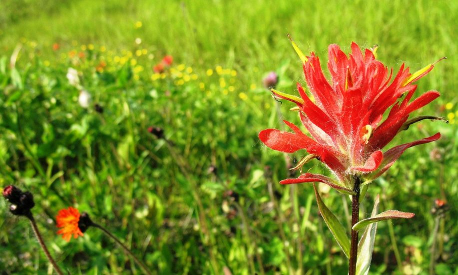 Giant red indian paintbrush flower growing in a field