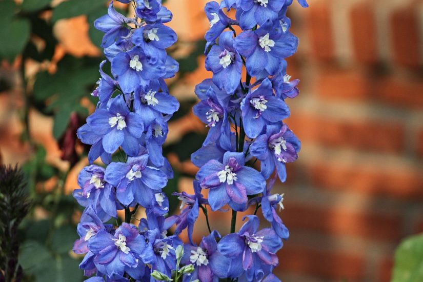 Blue-purple delphinium flowers growing outside