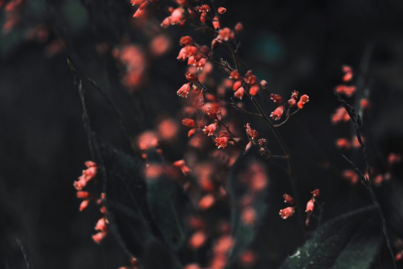 Pink coral bell plant outside at night