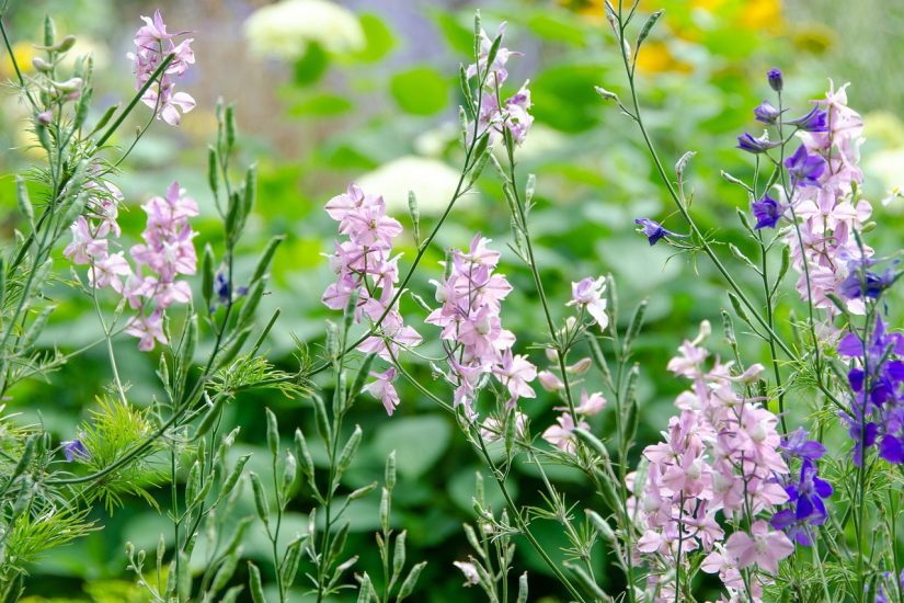 Purple larkspur flowers in a field