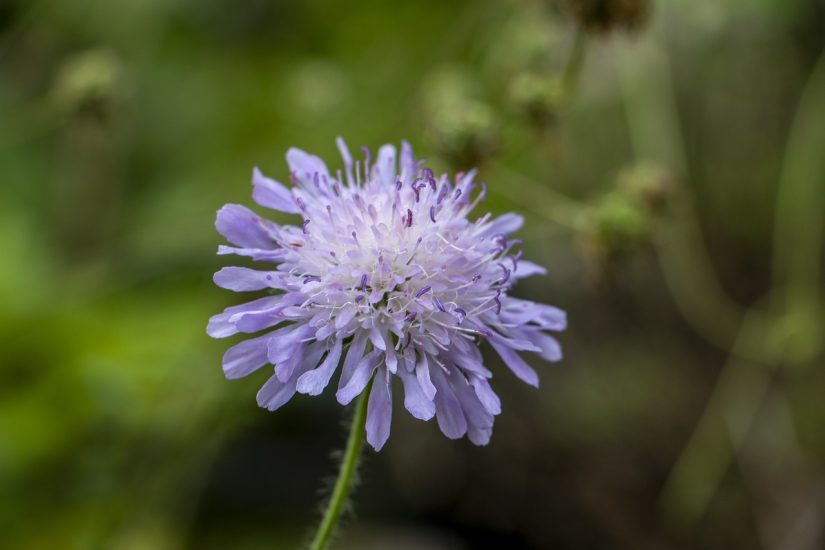 Close-up of white-purple pincushion plant