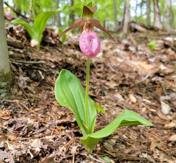 Pink lady's slipper flower in nature