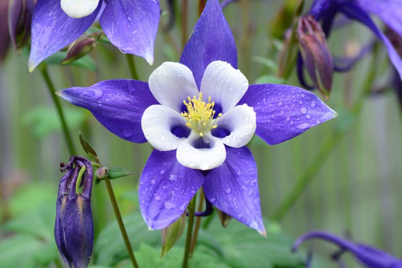 Close-up of purple and white rocky mountain columbine