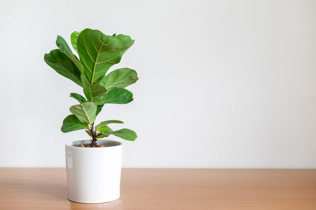 Fiddle leaf fig plant in a white pot against a blank wall.