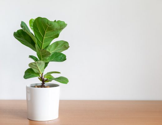 Fiddle leaf fig plant in a white pot against a blank wall.