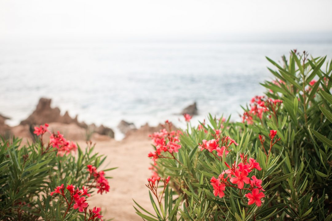 Bright red flowers growing on a coast with ocean in background
