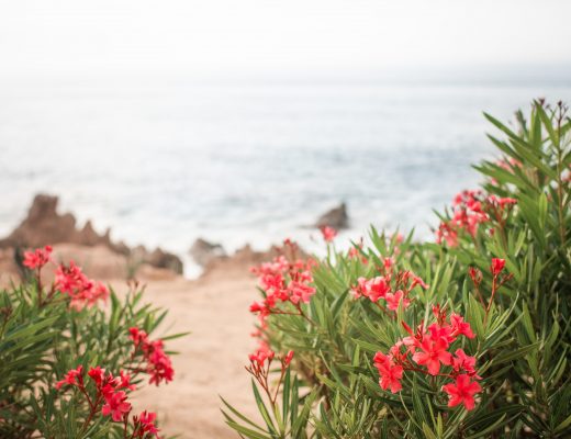 Bright red flowers growing on a coast with ocean in background
