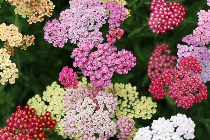Various colors of yarrow flowers growing outside