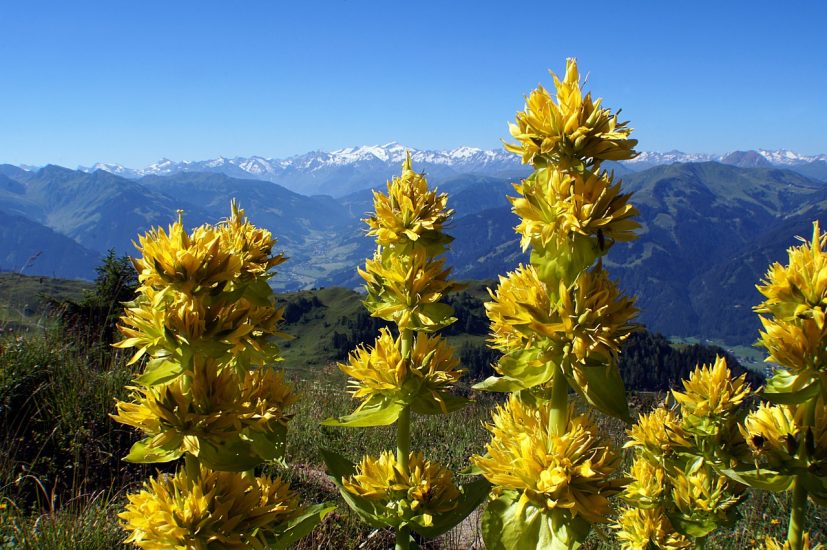 Yellow gentian flowers growing on mountain