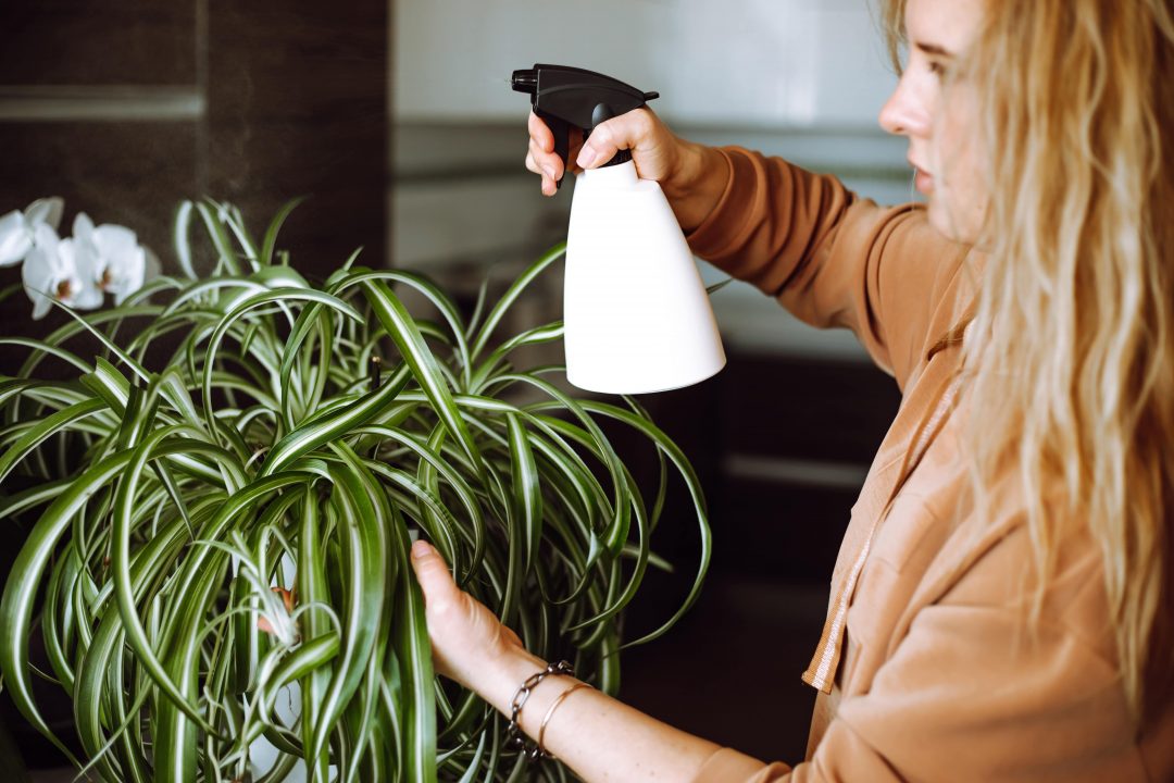 Young blonde woman spraying spider plant with water