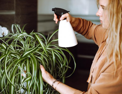 Young blonde woman spraying spider plant with water