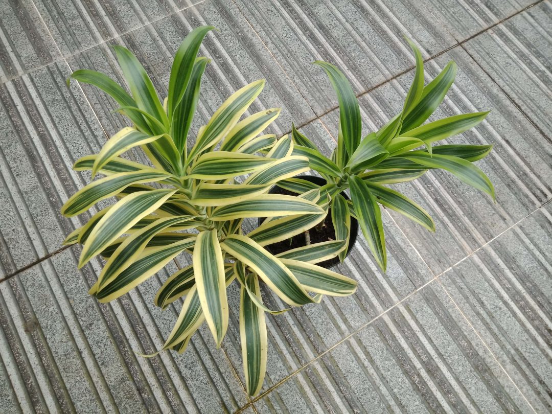 Overhead view of dracaena plant in a pot