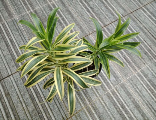 Overhead view of dracaena plant in a pot